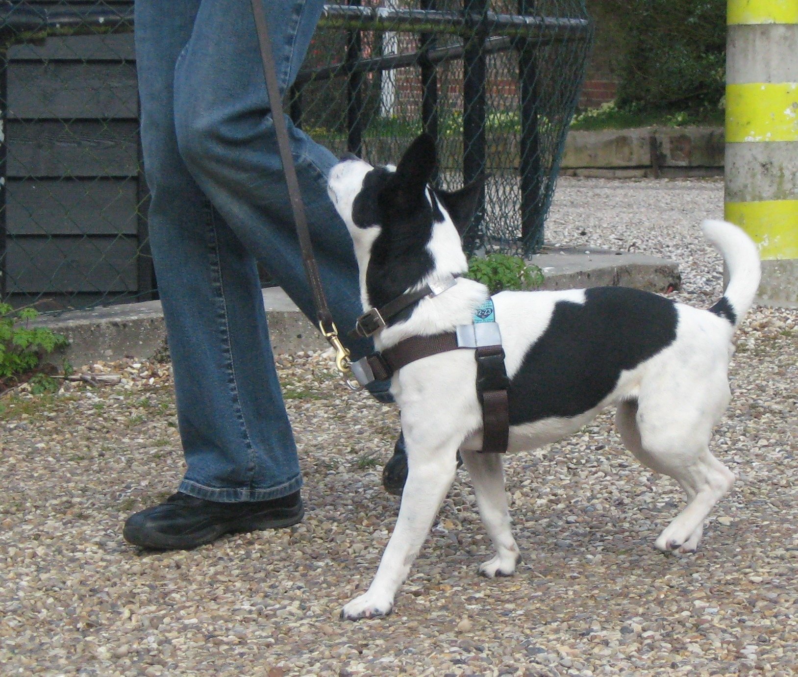 Stop Pull Front Leading Harness fitting dogs weighing between (12 - 23 lbs (5 - 10kg) Girth Size 15- 21 ins (38 - 53 cms) COFFEE BEAN