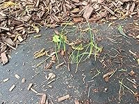 Review Image by Amazon Customer Amazon Customer