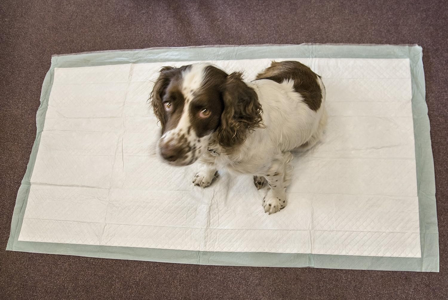 Extra large dog toilet training pads 150 x 80 cm 2300 ml - Super absorbent pet incontinence pads pack of 20 by Speedwellstar - Image 4