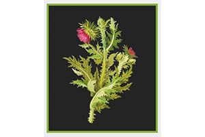 Orenco Originals Nodding Thistle Plant Mary Delany Counted Cross Stitch Pattern