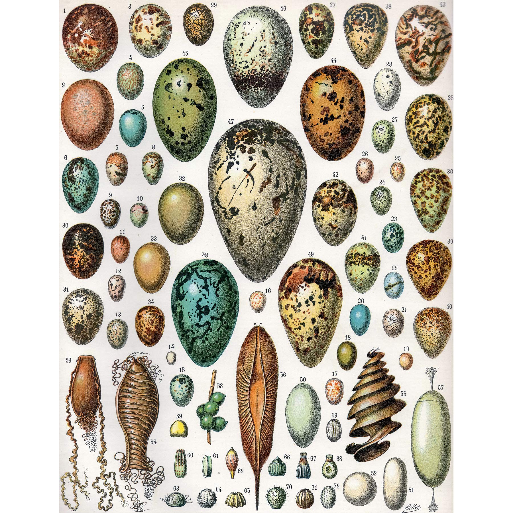 Artery8 Millot Encyclopedia Page Variety Eggs Ova Large Wall Art Poster Print Thick Paper 18X24 Inch