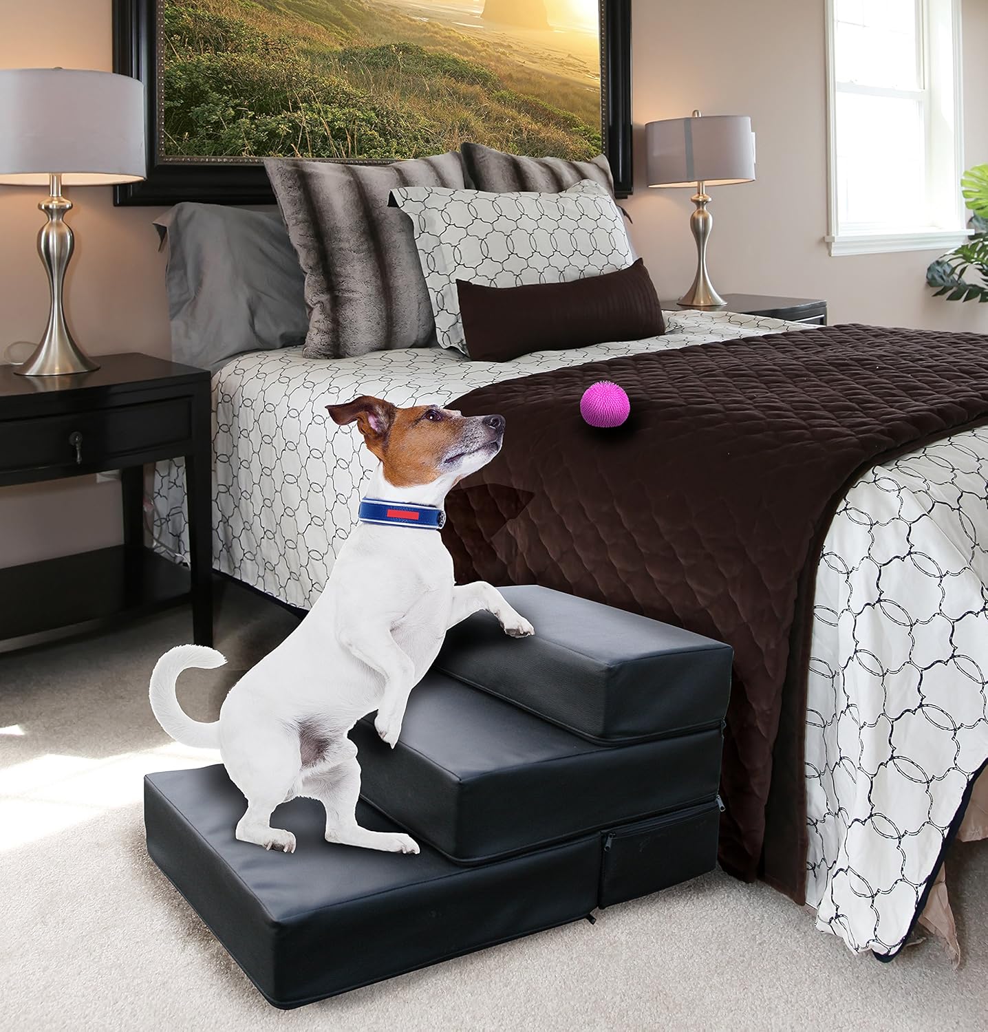 champion bernese mountain dog