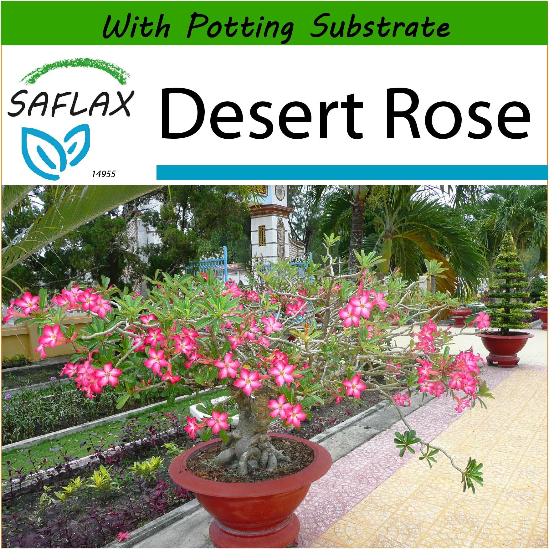 SAFLAX - Bonsai - Desert Rose - 8 Seeds - with Soil - Adenium obesum