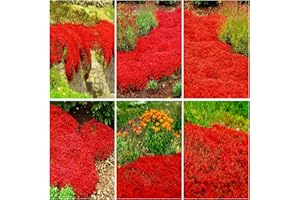 1500pcs Red Creeping Thyme Seeds Ground Cover,Thyme Seeds for Planting Indoors,Thymus Seed Perennial Flower Non-GMO Heirloom 