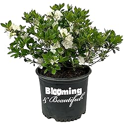 Blooming & Beautiful - Hardy Gardenia Azalea - 3