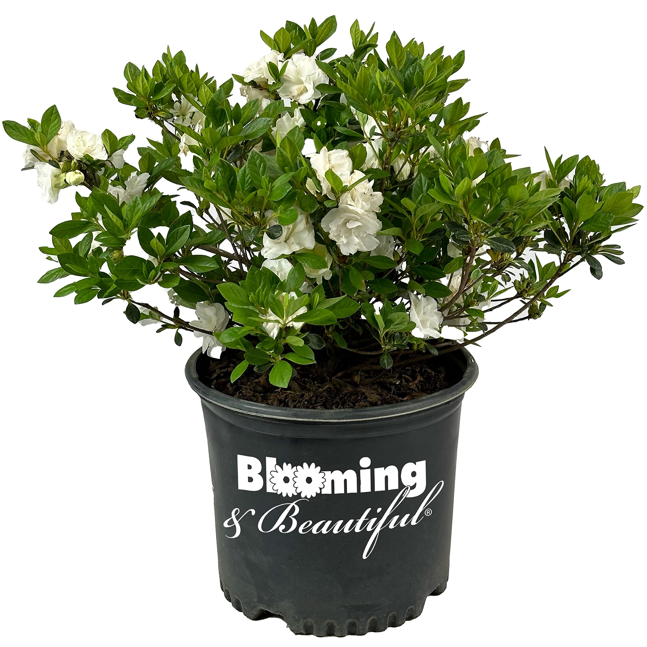 Blooming & Beautiful - Hardy Gardenia Azalea - 3