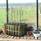 Haxnicks Maxi Rootrainers | Extra Deep 40 Cell Planting Pots | Black view 5