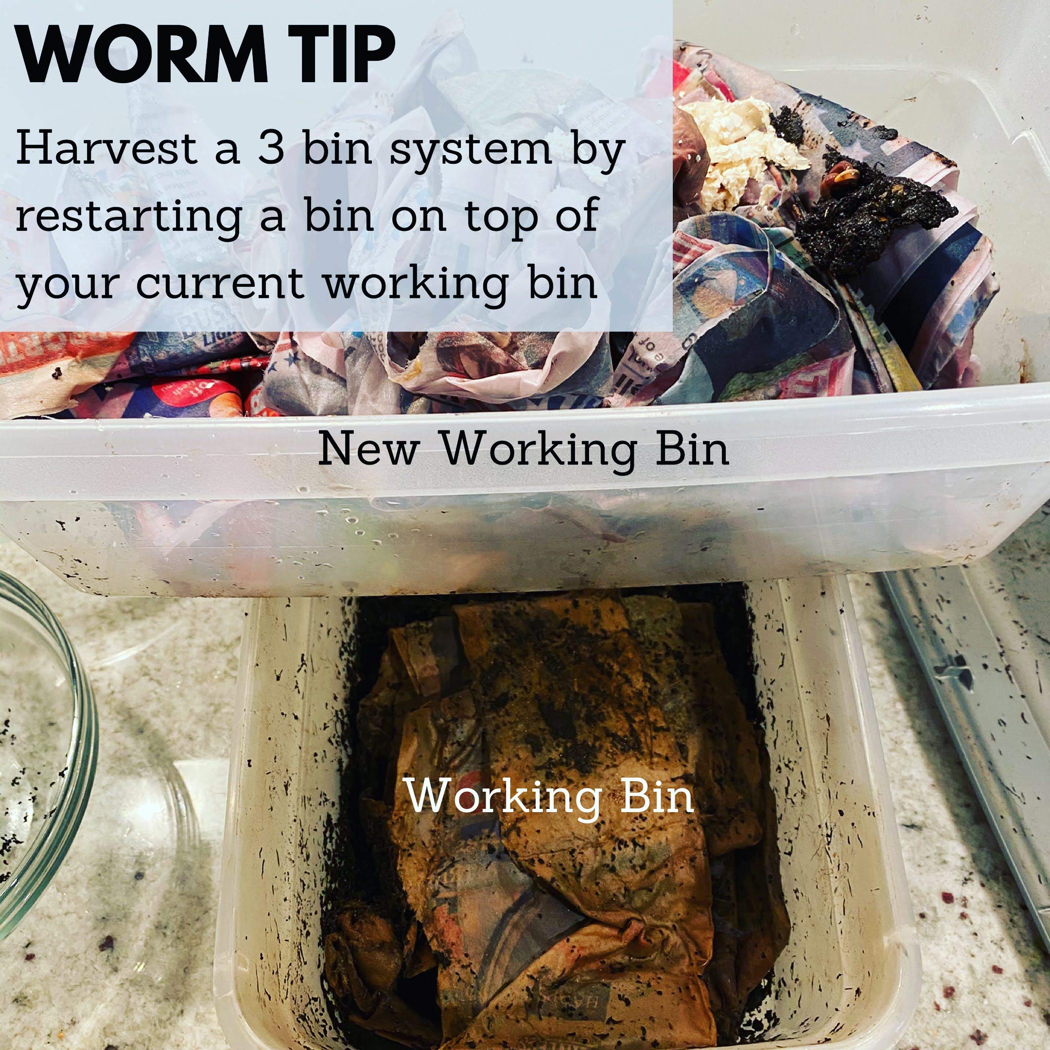 Under The Counter Worm Bin With Worms (No Worms) on Galleon Philippines