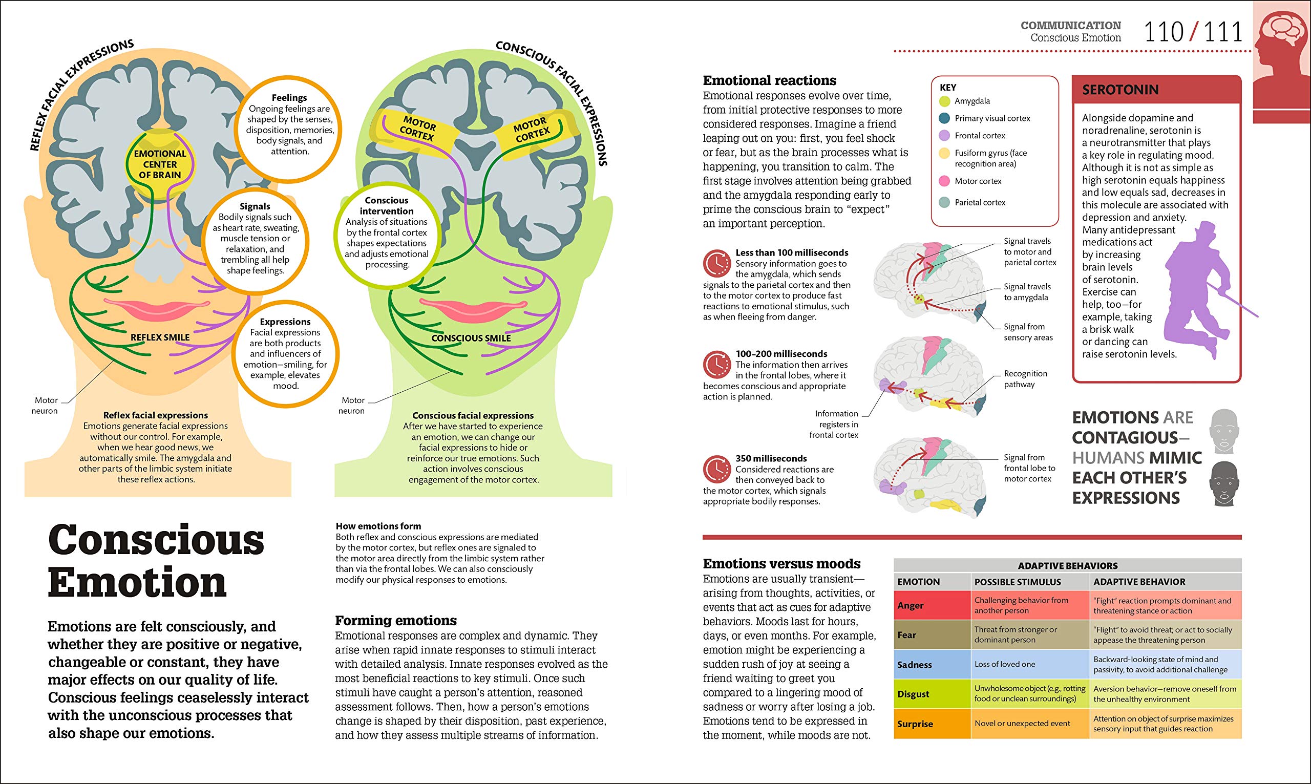 How the Brain Works: The Facts Visually Explained (DK How Stuff Works)