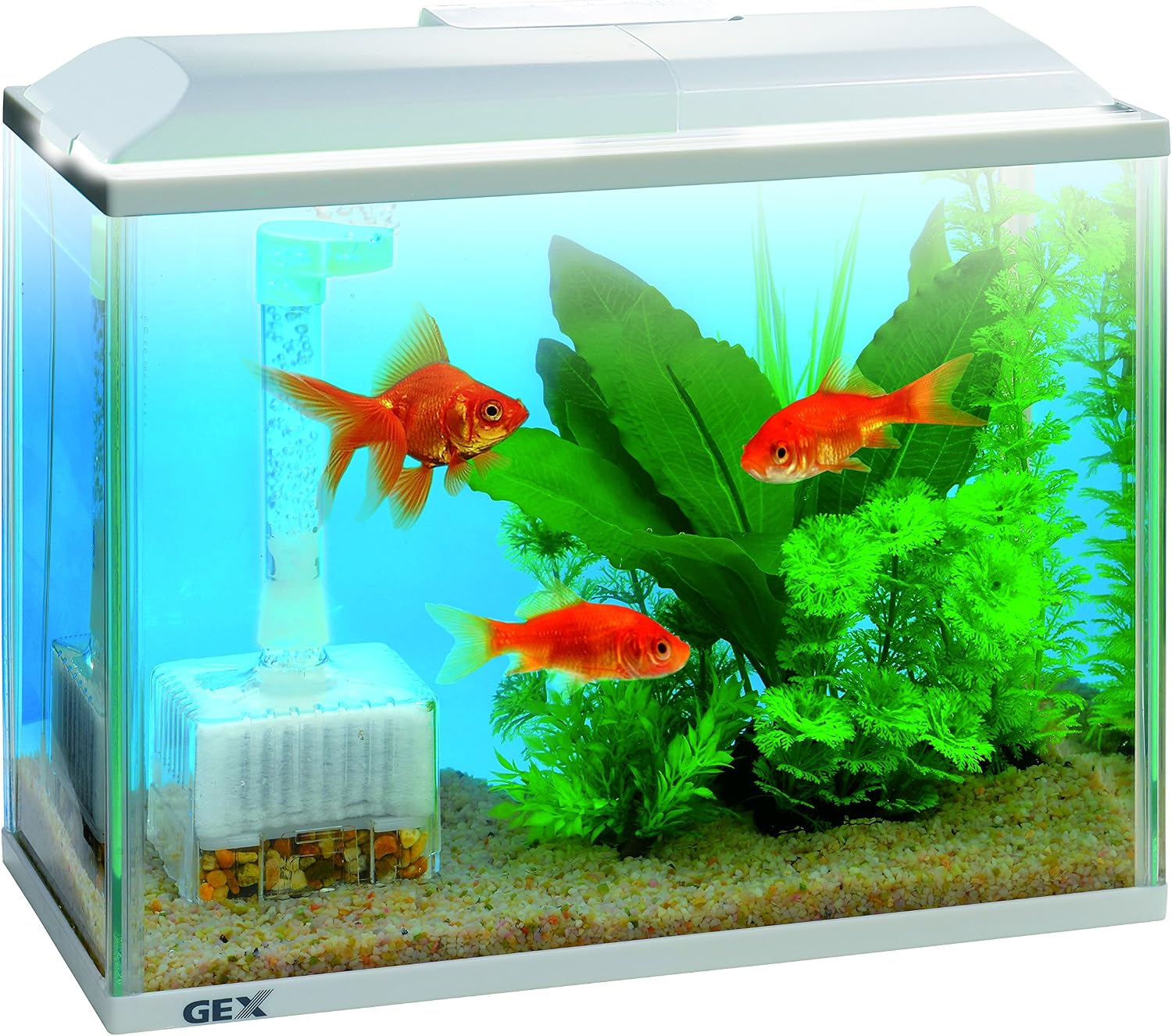 Amazon ジェックス 金魚元気 水きれいセットs 水をキレイにするフィルター付 飼育セット 通販