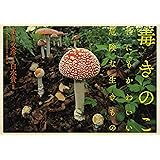 毒きのこ 世にもかわいい危険な生きもの