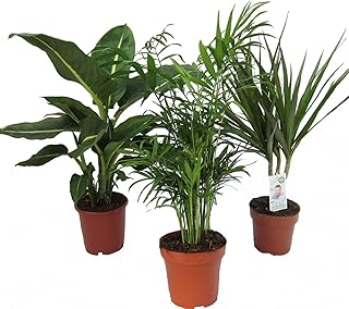 Dominik Blumen und Pflanzen, Zimmerpflanzen Set aus 1x Diefenbachie, 1x Zimmerpalme und 1x Drachenbaum (Dracaena marginata), 10-12 cm Topf