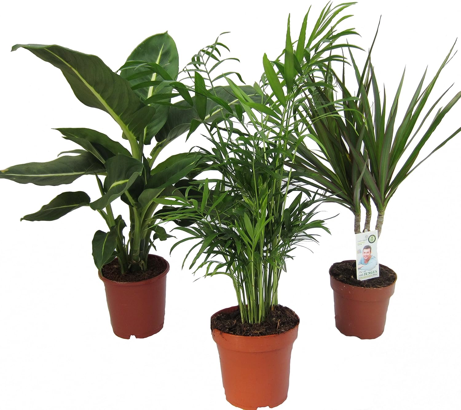 Dominik Blumen und Pflanzen, Zimmerpflanzen Set aus 1x Diefenbachie, 1x Zimmerpalme und 1x Drachenbaum (Dracaena marginata), 10-12 cm Topf