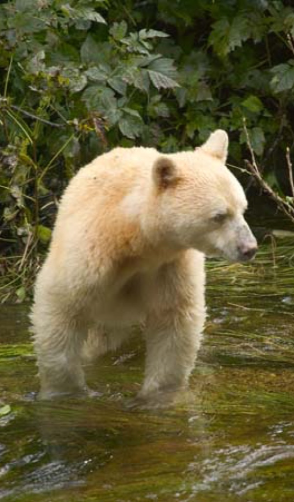 Amazon.com: Black Bear Wallpaper -- HD Wallpapers of Black Bears