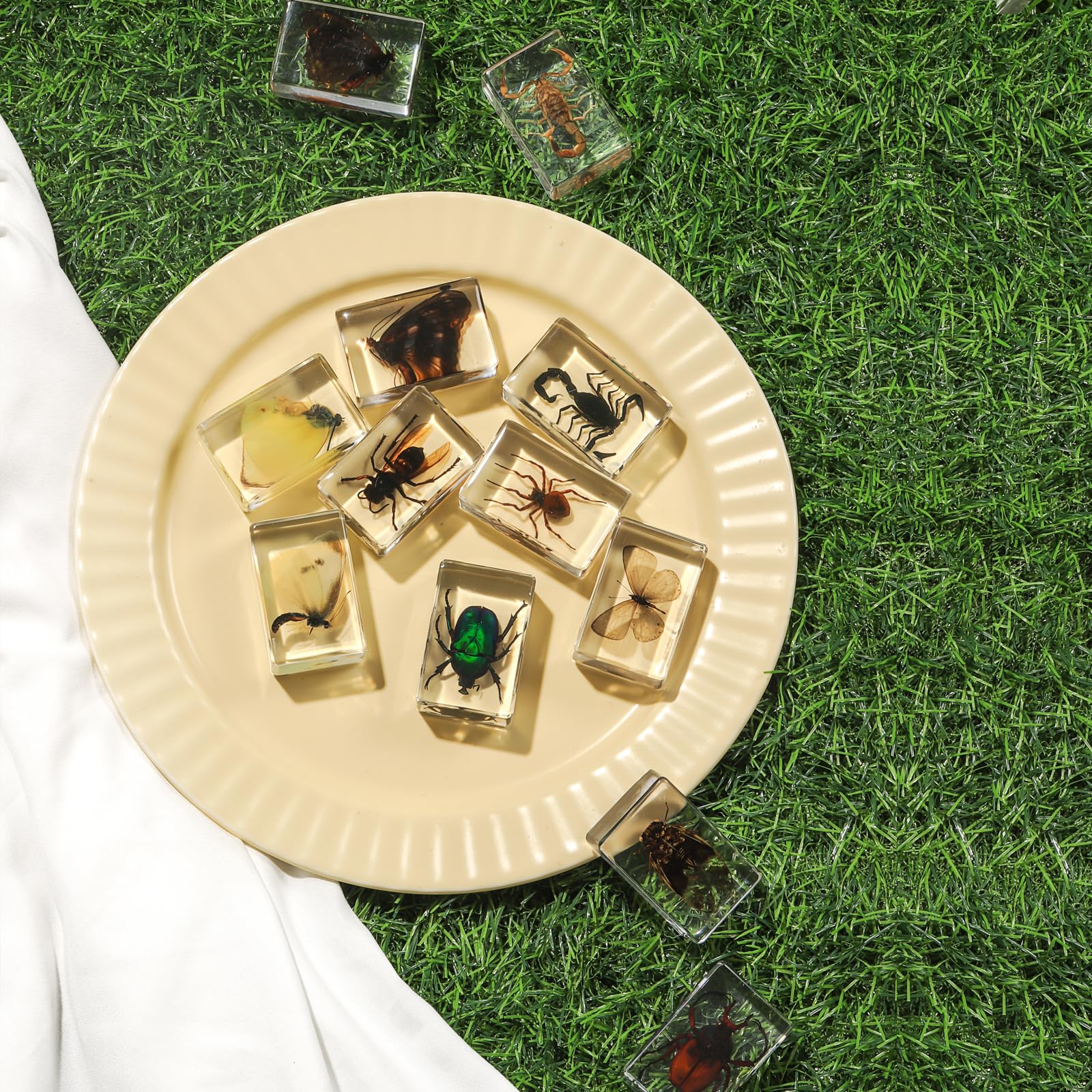 Mua 12 Pcs Insect in Resin Collection - Educational Bugs Specimen Set ...