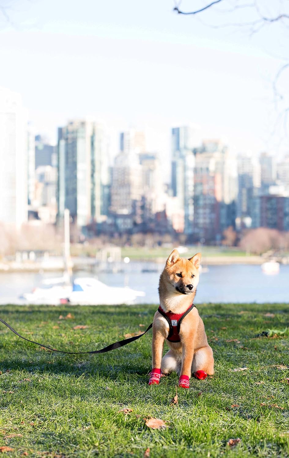 rc pets step in cirque harness