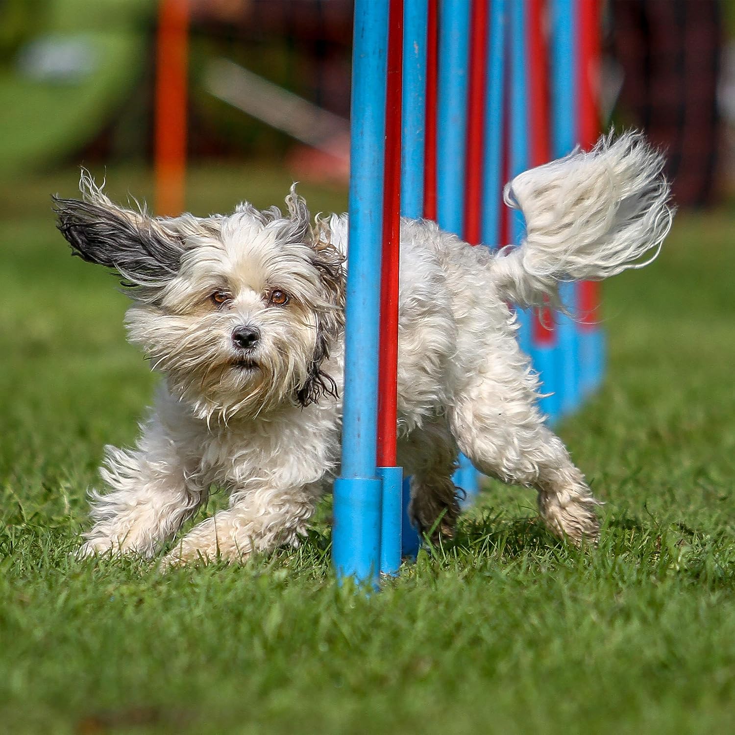 Relaxdays Colourful Wooden Pet Seesaw for Big and Small Dogs Equipment for Agility and Obedience Training 54 x 180 x 30 cm, Brown - Image 4
