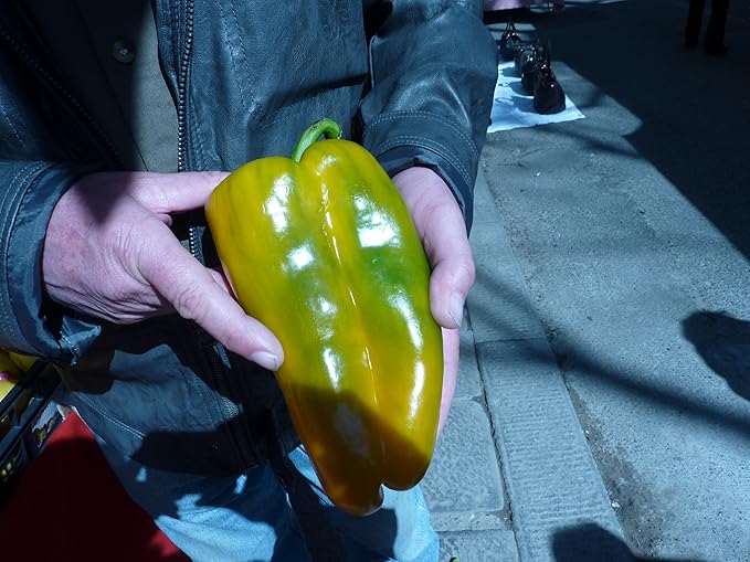 Heirloom heritage sweet BELL pepper seeds. HUGE SWEET SICILAN RED