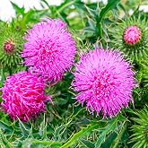 Outsidepride Milk Thistle Seeds - 200 Pcs Biennal, Hardy &amp; Self-Seeding, Herb Seeds for Planting w/Spiny Foliage &amp; Large Thistle Head Rose-Pink Blooms, Ideal for Garden Landscaping