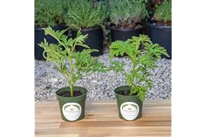 CITRONELLAKING 2 Citronella Plants, Mosquito Plant, Thriving Inside 4” Durable Nursery Pots, Live Plant