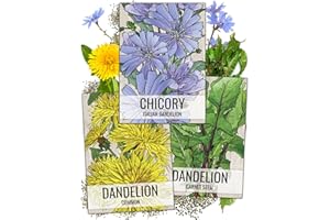 Seed Needs, Dandelion Seed Packet Collection (3 Varieties of Seeds for Planting) Non-GMO & Untreated - Common Dandelion, Chicory/Italian Dandelion & Garnet Stem Dandelion