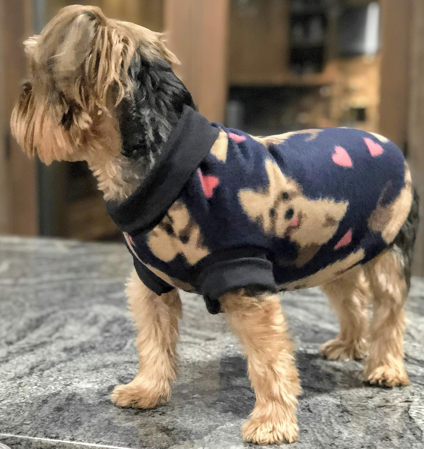 dog daycare overnight near me