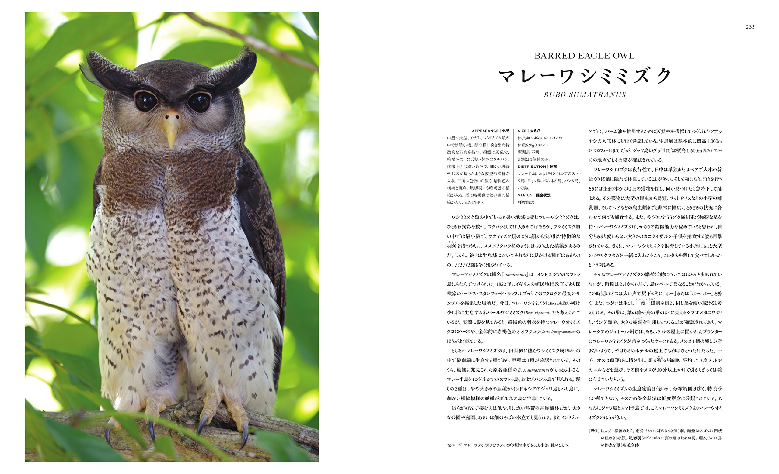 世界で一番美しいフクロウの図鑑 マイク アンウィン デヴィッド ティプリング 五十嵐 友子 本 通販 Amazon