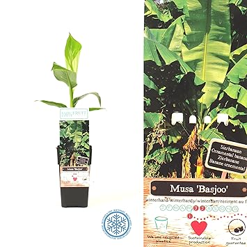 Inter flower - 1 x Winterharte Musa Basjoo Bananen Set - circa55- 65 cm hoch +/- Japanische Faser-Banane, Bananenpflanze mehr
