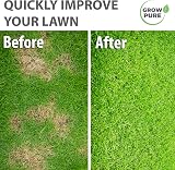 Grow Pure Grass Seed 1kg Fast Growing Shade Tolerant UK Climate view 2