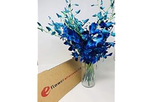 eflowerwholesale Prime Fresh Cut Flowers - Blue Dendrobium Orchids -Bom Sonia with Free Vase