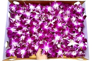 Miami Fresh Orchid Flower OrchidClub USA Sunne Tropical Loose Bloom Head DIY Lei food drink decoration (200 PURPLE)