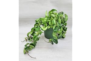 Hoya Compacta Hindu Rope Live Houseplants - 3" Nursery Pot - Exotic Tropical Indoor Plants - Easy to Grow Live Indoor Plants for Home or Office Decoration by 3exoticgreen