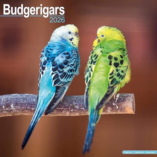 Cockatiels Calendar - 2019 Wall Calendars - Bird Calendars - Monthly - View #5