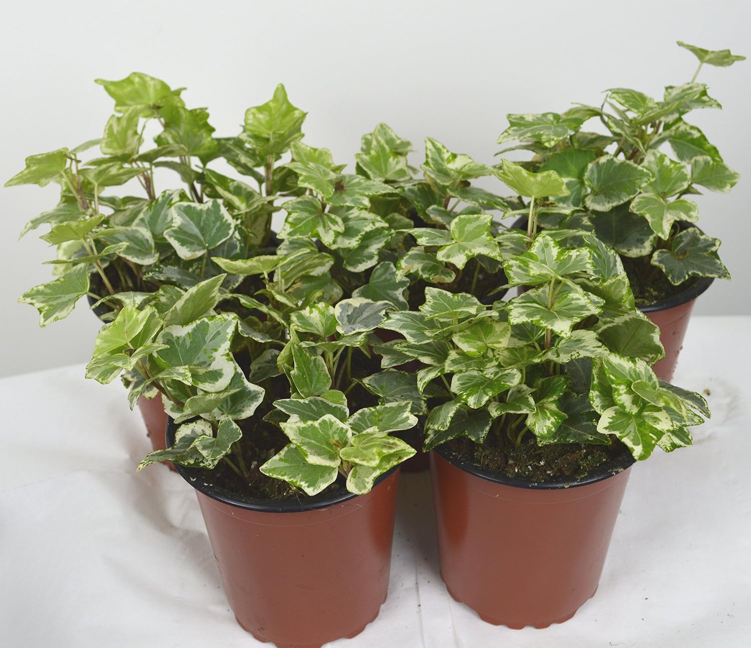 Hedera Ivy Mix – 3 Climbing Ivy Plants In 9cm Pots, Named Varieties For Fences, Walls & Gardens