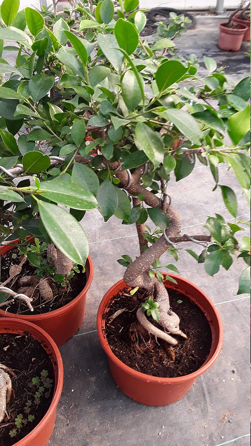 Amazon Com Bonsai Tree Golden Gate Ficus Ficus Microcarpa Golden Gate 1 To 2 Feet Tall Ship In 1 Gal Pot Garden Outdoor
