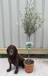 Olea Europaea Olive Tree 100-110cm | 1 Potted Patio Hardy Tree view 4