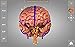 Brain - 3D Atlas of Anatomy