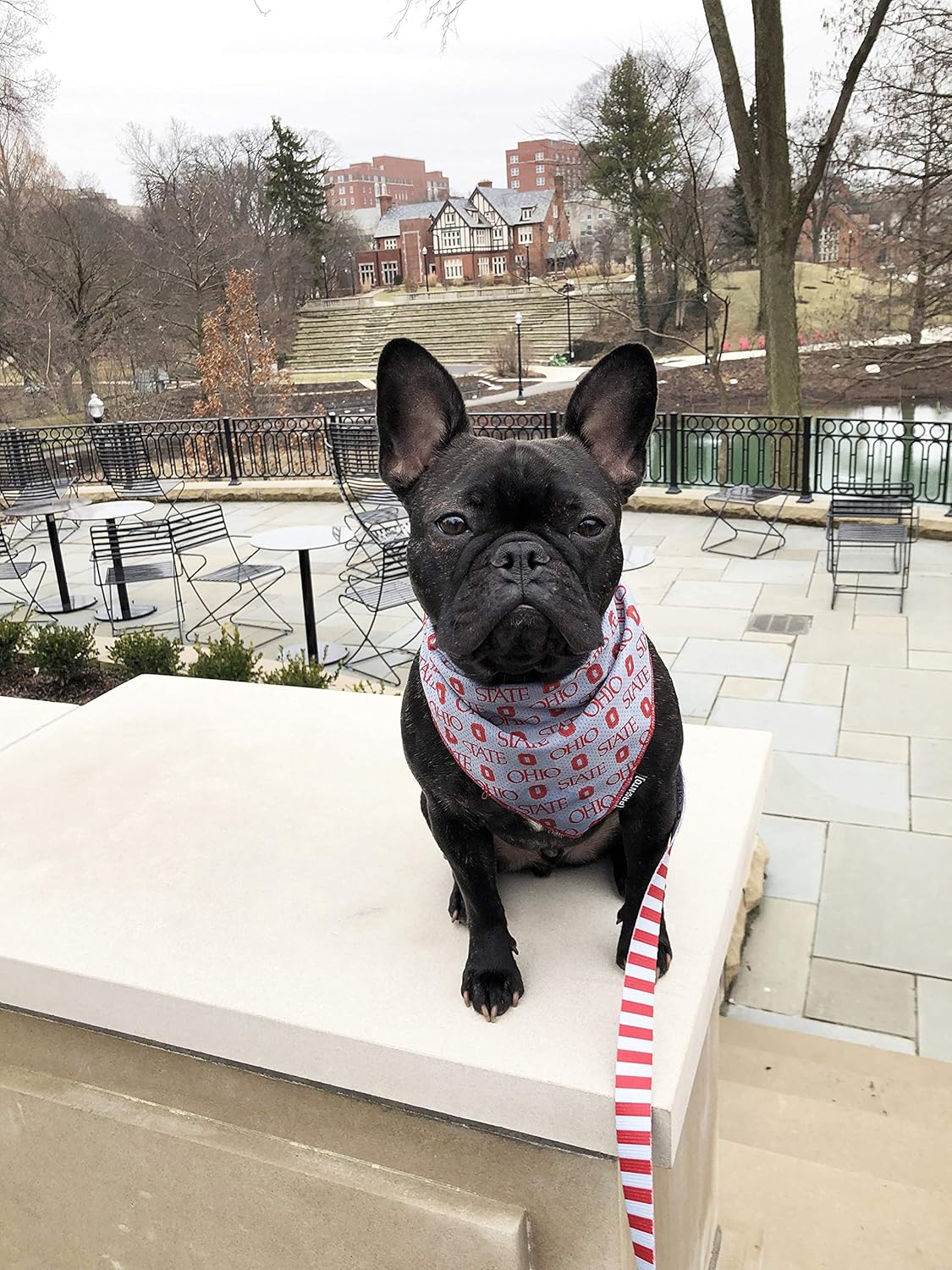 osu dog bandana