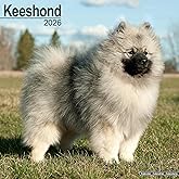 Keeshond 2026 Calendar | Square Wall Calendar | Dog Breed Gift | Plastic Free Packaging | by Avonside Publishing