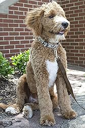 Country Brook Petz - Deluxe Nylon Dog Leash with