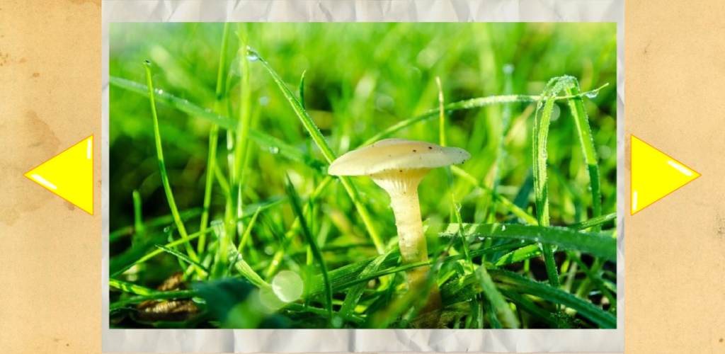 Nature And Mushrooms Puzzle