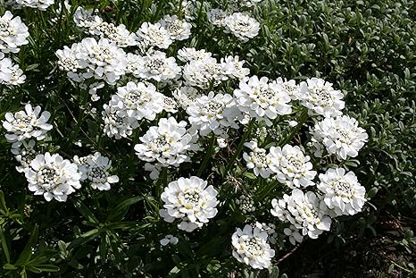 Iberis Sempervirens Aka Candytuft A Garden Tested Hardy Perennial Plant Amazon Co Uk Garden Outdoors