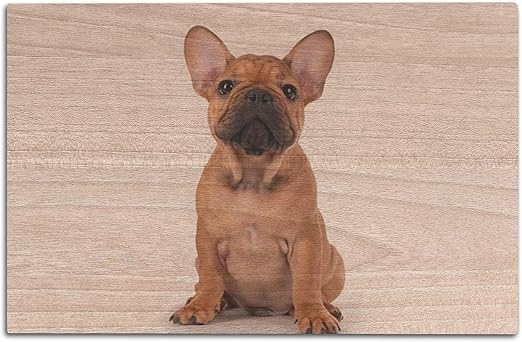 white and tan bulldog