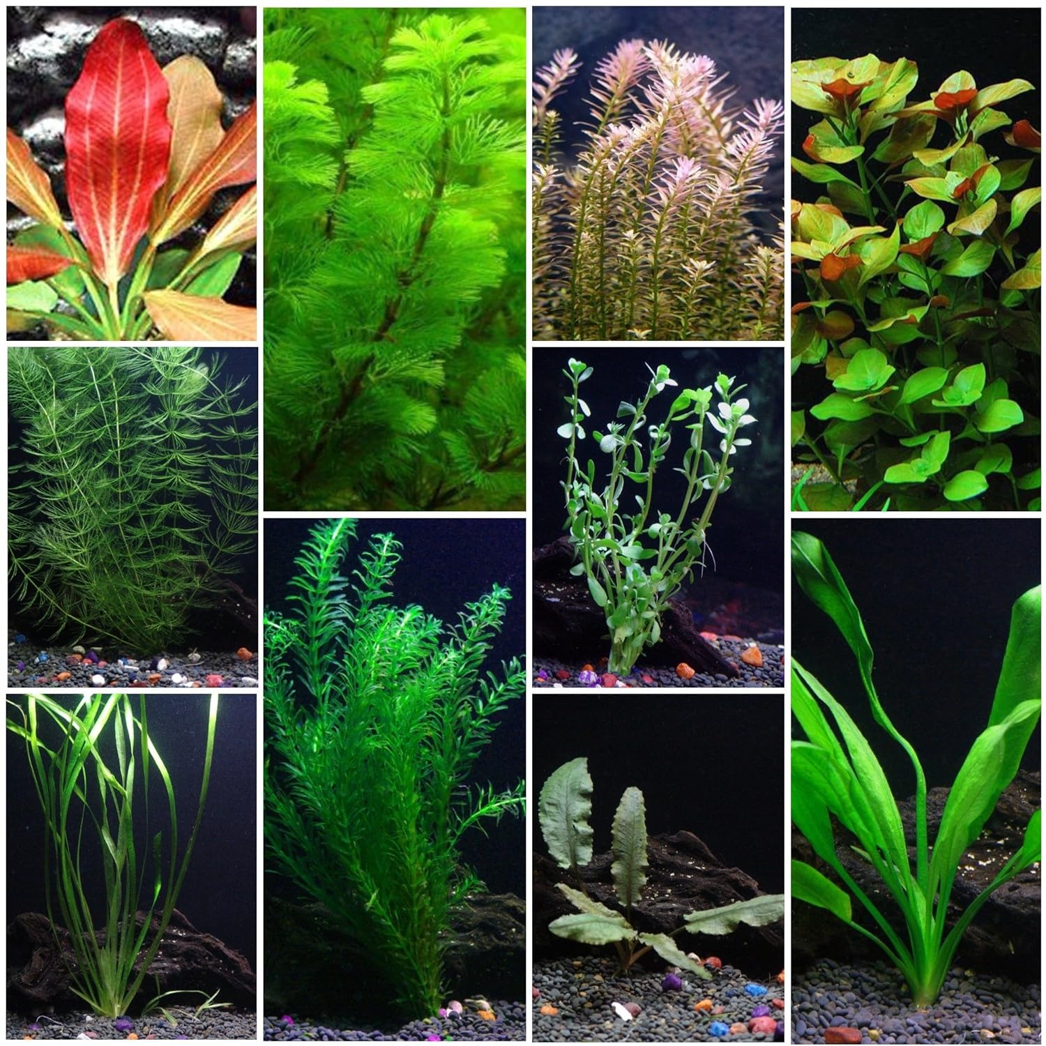 Marine Aquarium Plants Hoolipurple