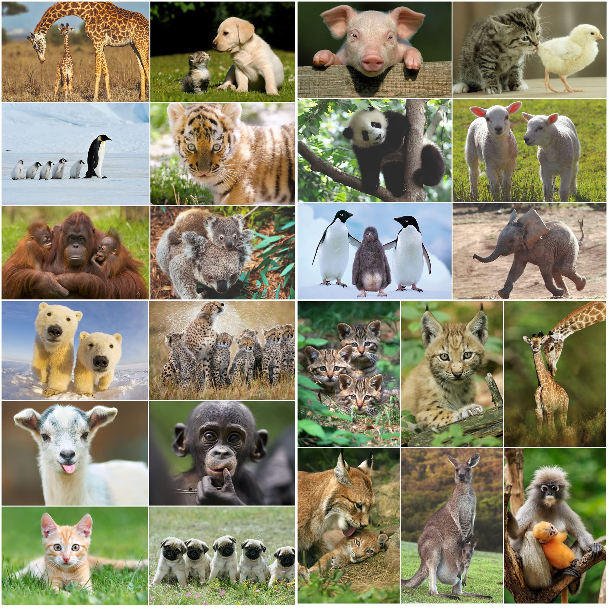 24 ANIMAL-BABIES postcard set 5.8 x 4.1 "(24 different cards) from cute animal children for collectors or postcrossing by EDITION COLIBRI
