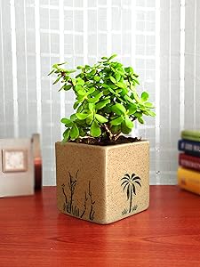 Rolling Nature Good Luck Jade Plant In Brown Square Aroez Ceramic Pot