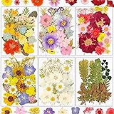 Dried Flowers, Resiners 174Pcs Pressed Flowers for