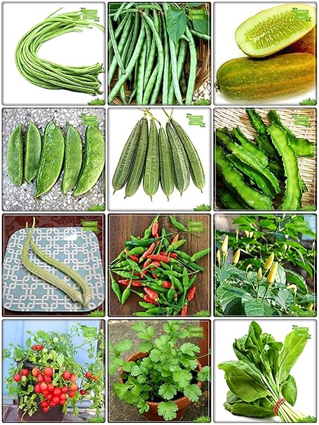 Creative Farmer All Season Seeds Combo Vegetable Seeds : Cowpea (Vj ), Cowpea (Anaswara), Cucumber Sambar, Dolichus Beans (Grace), Ridgegourd, Winged Bean(Revathy), Elephent Tusk Okra Seeds Vegetable Seeds, Bird Chilli -Red, Bird Chilli -White, Tomato - Money Maker, Coriander, Palak Cheera Fruit Seeds For Home Garden