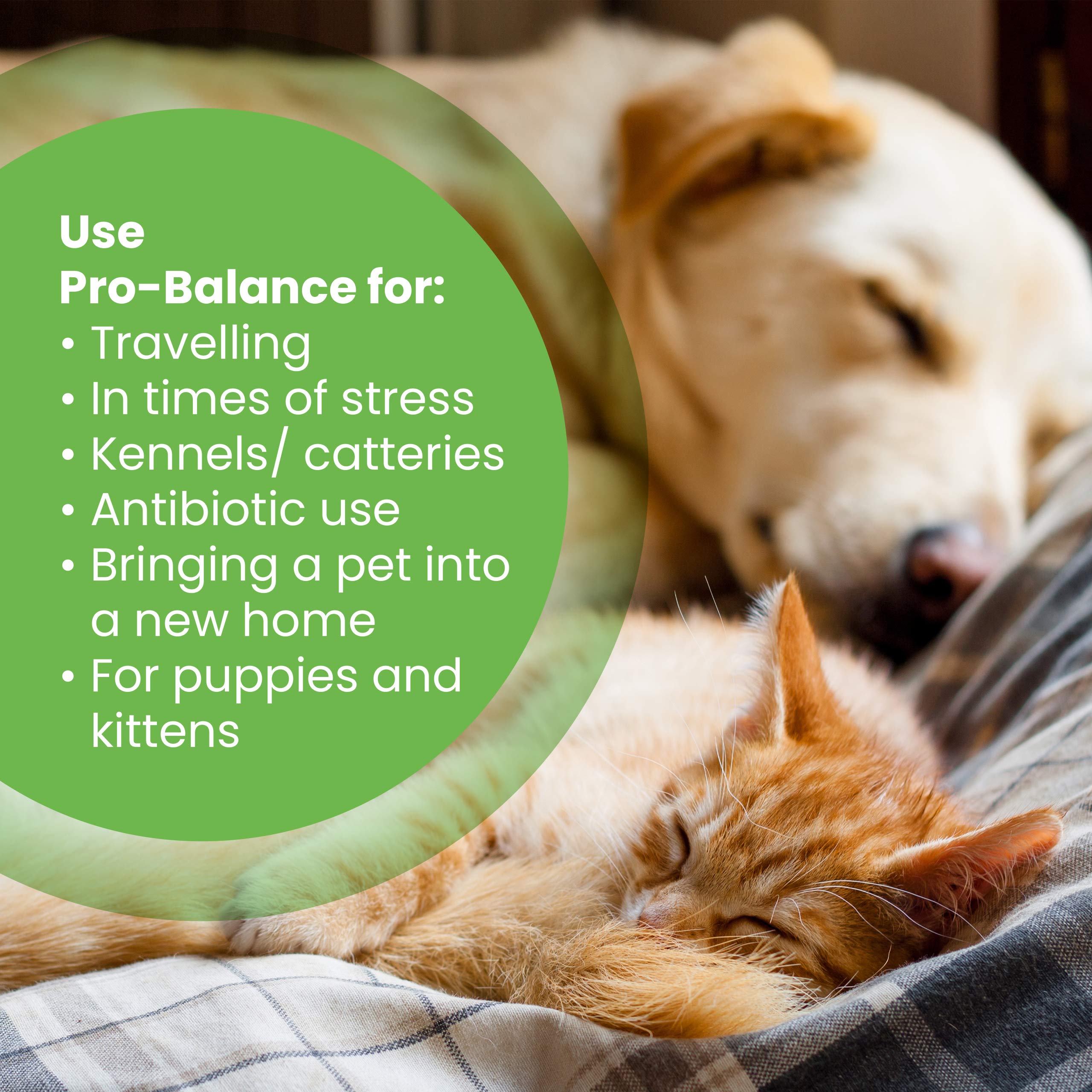 buddy and lola happy tummy