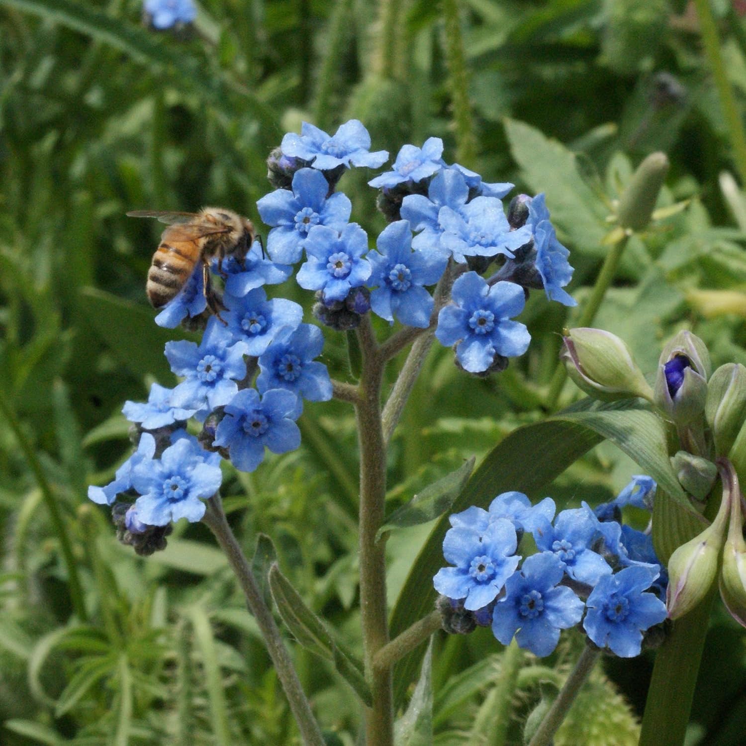 Image result for forget me not flower